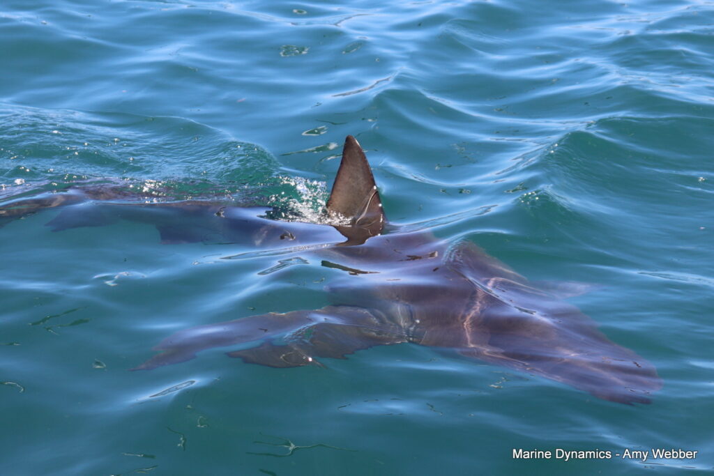Shark cage diving, Gansbaai, South Africa
