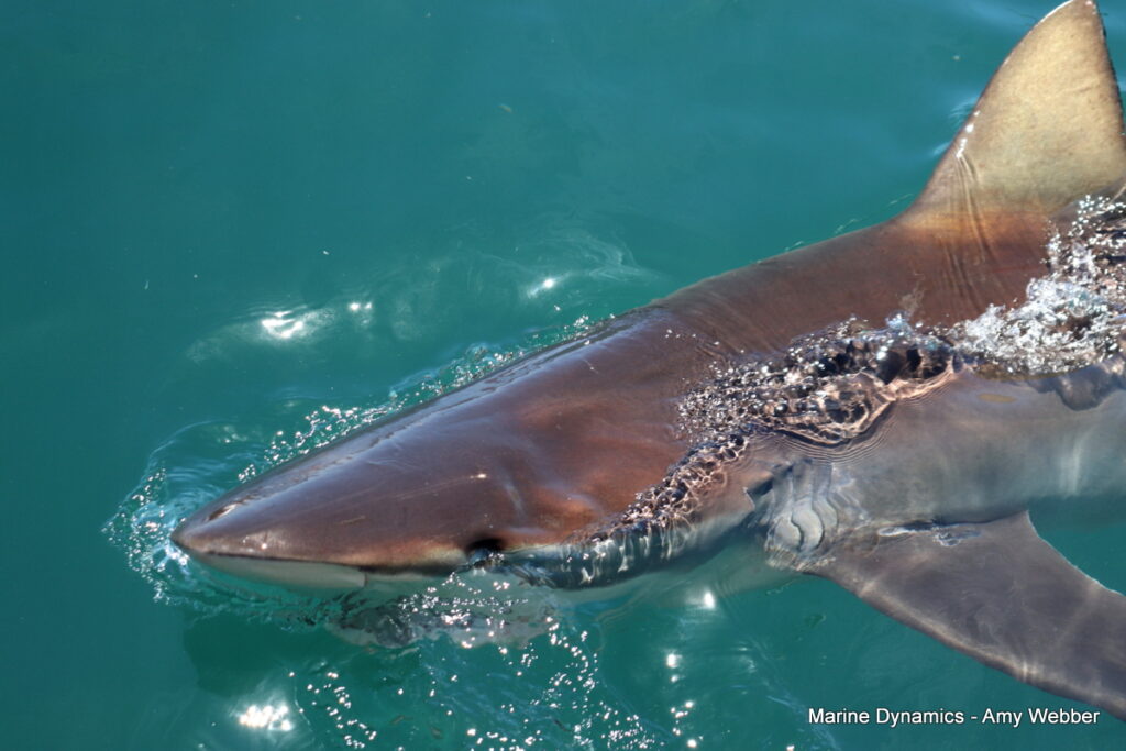Shark cage diving, Gansbaai, South Africa