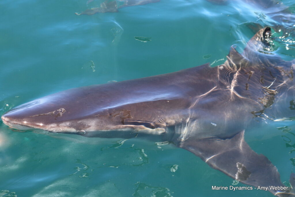 Shark cage diving, Gansbaai, South Africa