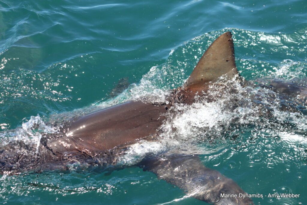 Shark cage diving, Gansbaai, South Africa