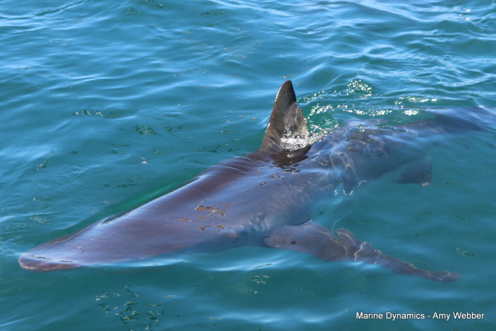 Shark cage diving, Gansbaai, South Africa