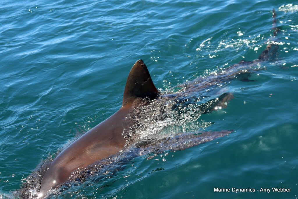 Shark cage diving, Gansbaai, South Africa