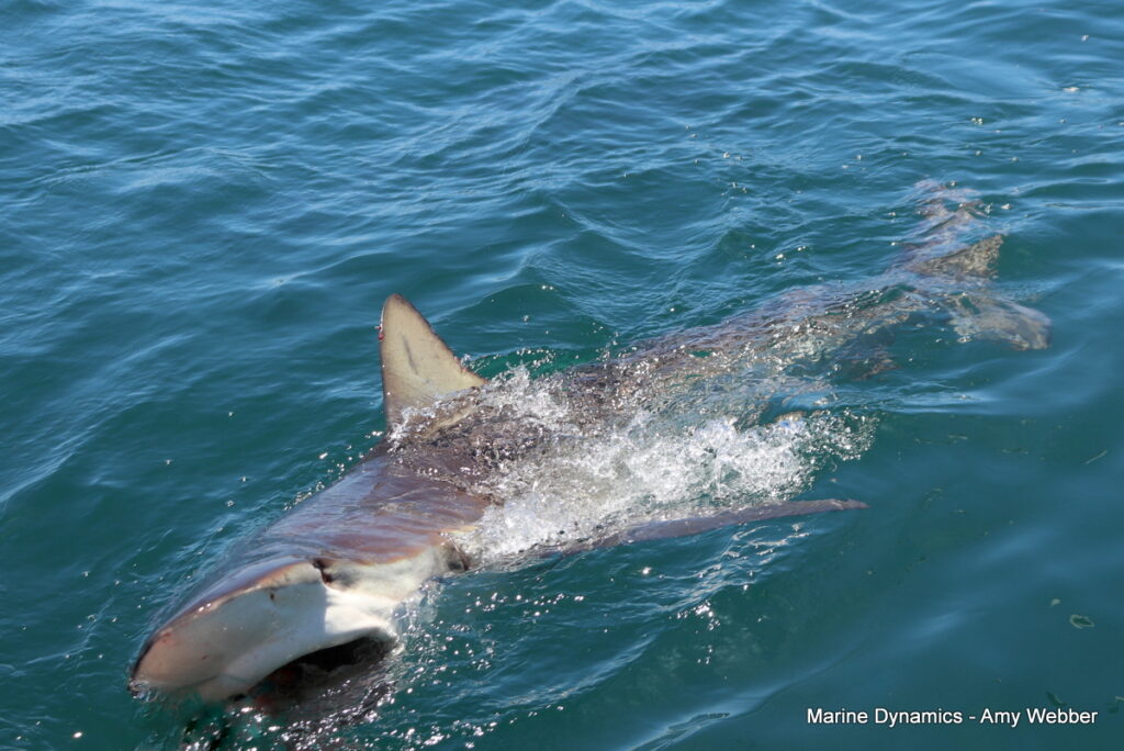 Shark cage diving, Gansbaai, South Africa