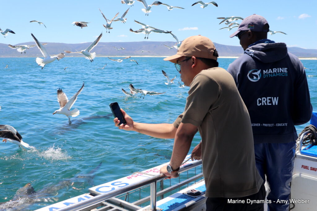 Shark cage diving, Gansbaai, South Africa