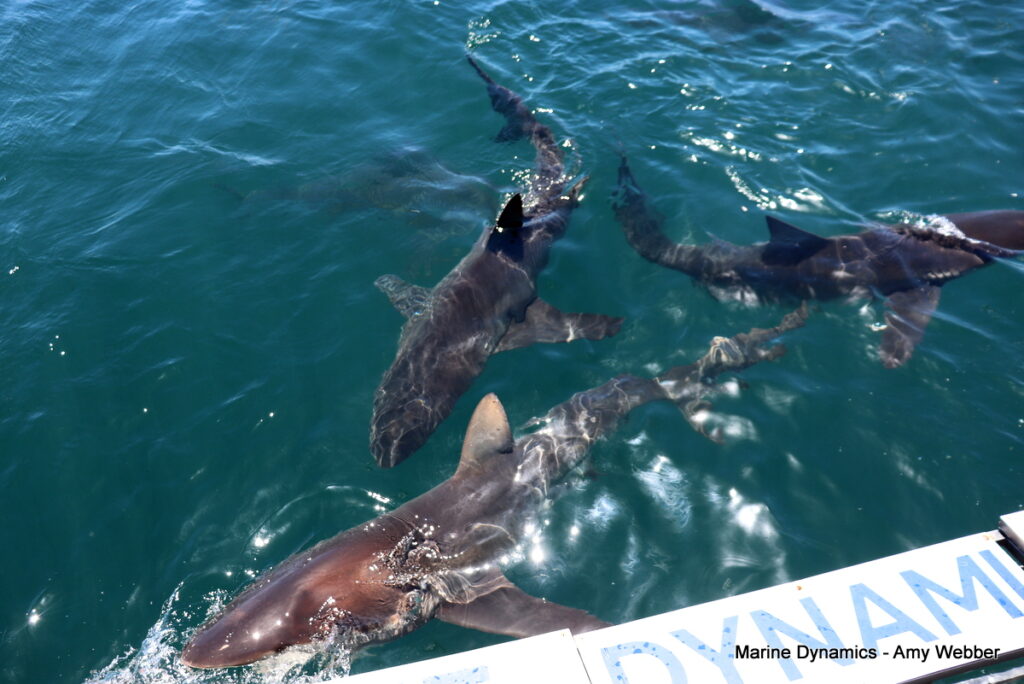 Shark cage diving, Gansbaai, South Africa