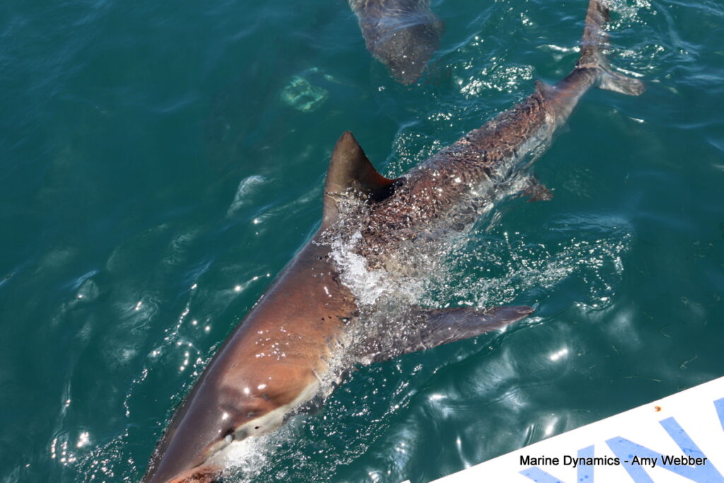 Shark cage diving, Gansbaai, South Africa