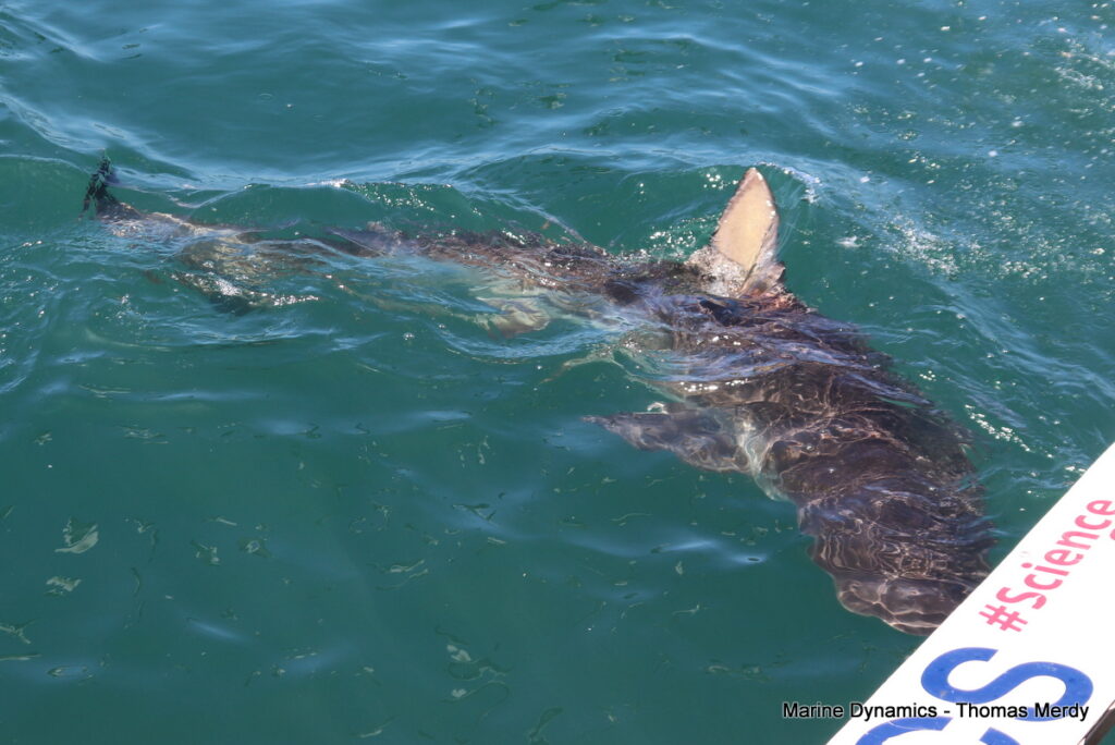 Shark cage diving, South Africa, Gansbaai