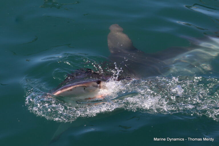 Shark cage diving, South Africa, Gansbaai