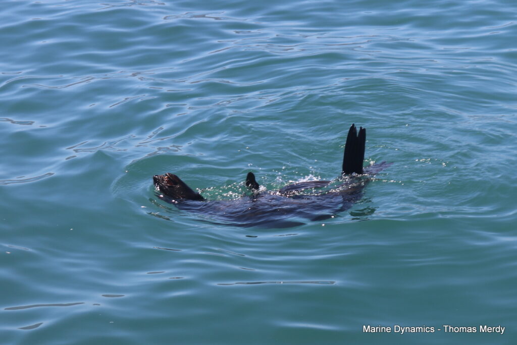 Shark cage diving, South Africa, Gansbaai