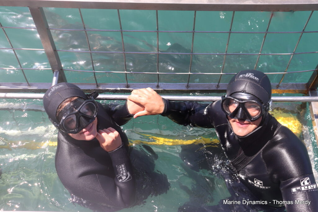 Shark cage diving, South Africa, Gansbaai