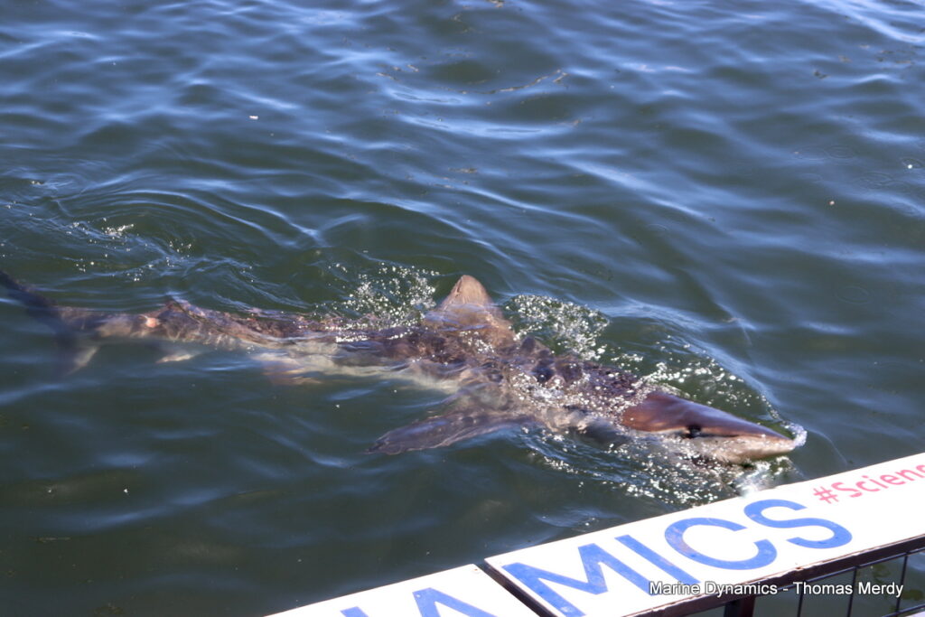 Shark cage diving, South Africa, Gansbaai