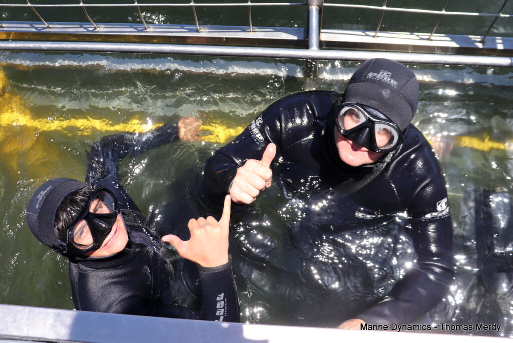 Shark cage diving, South Africa, Gansbaai