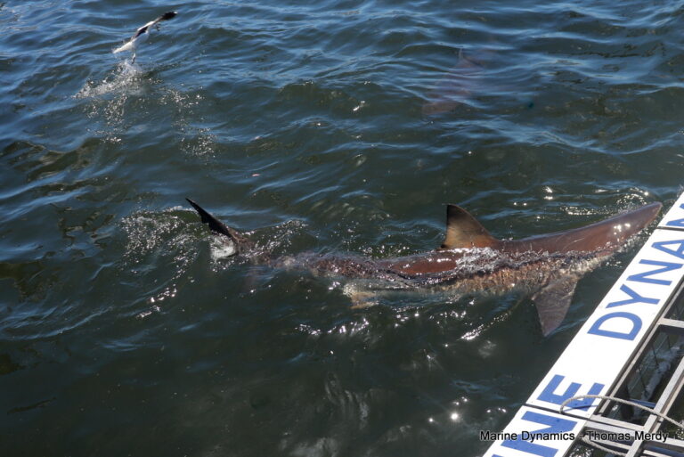 Shark cage diving, South Africa, Gansbaai