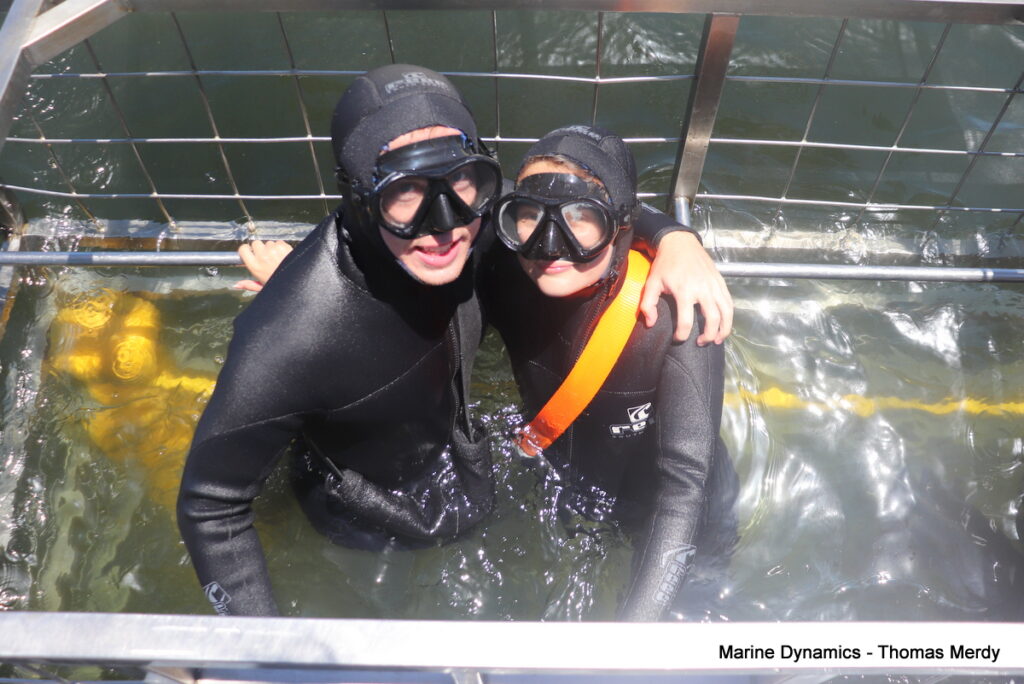 Shark cage diving, South Africa, Gansbaai