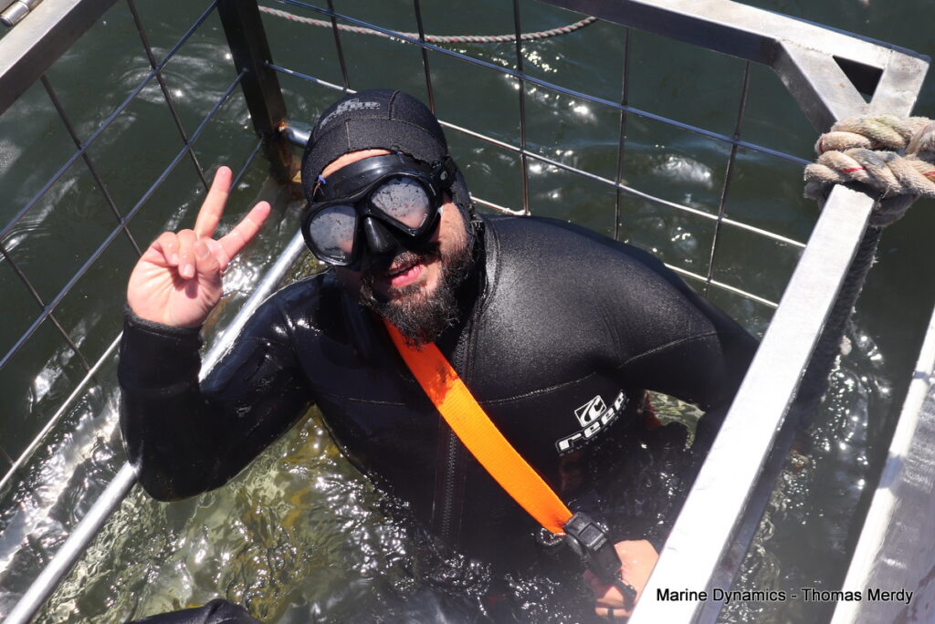 Shark cage diving, South Africa, Gansbaai