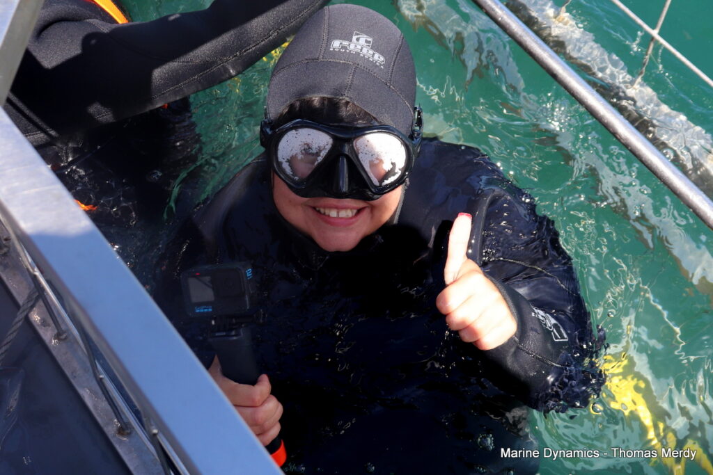 Shark cage diving, South Africa, Gansbaai