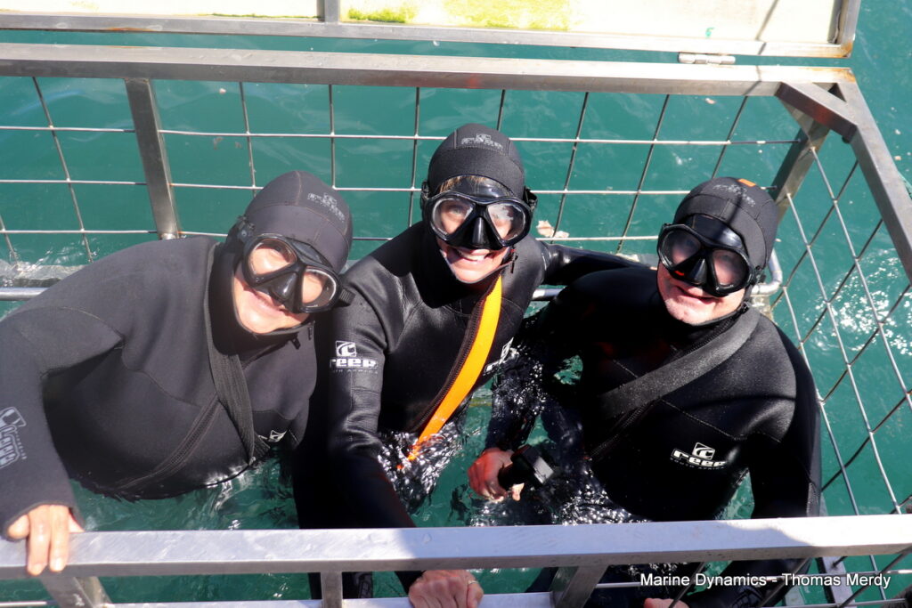 Shark cage diving, South Africa, Gansbaai