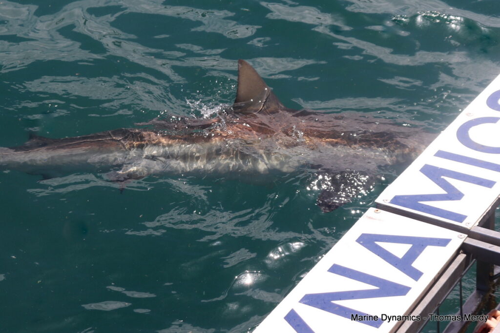 Shark cage diving, South Africa, Gansbaai