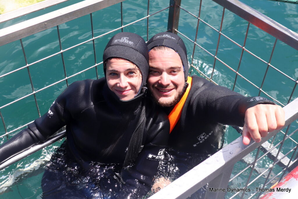 Shark cage diving, South Africa, Gansbaai