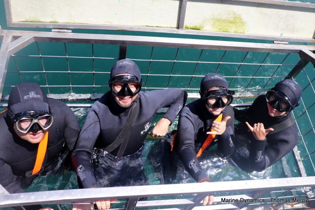 Shark cage diving, South Africa, Gansbaai