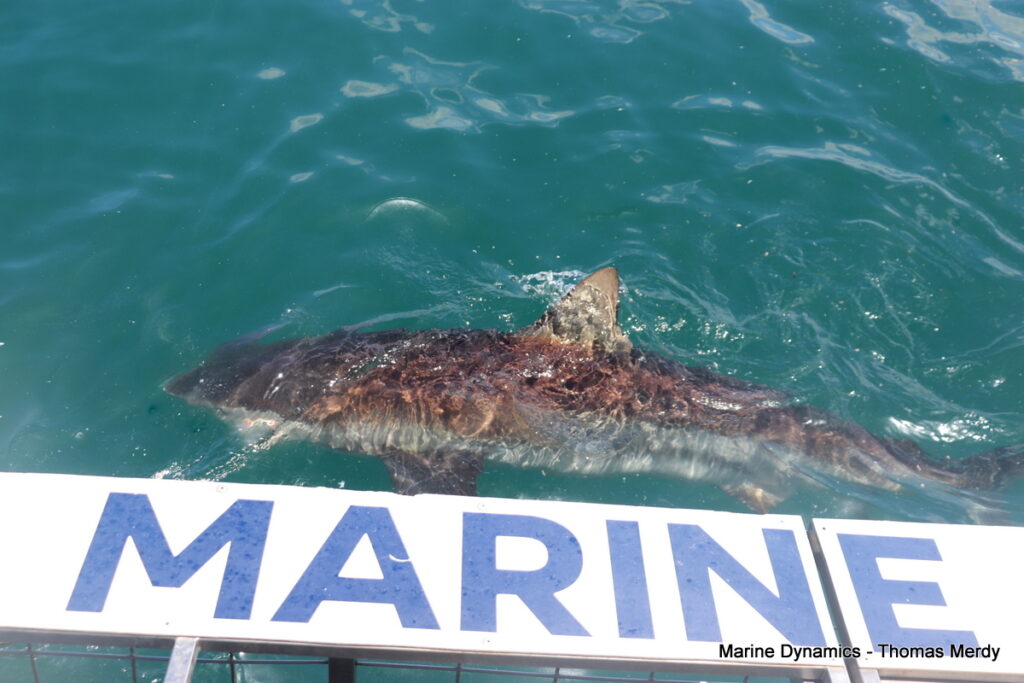 Shark cage diving, South Africa, Gansbaai