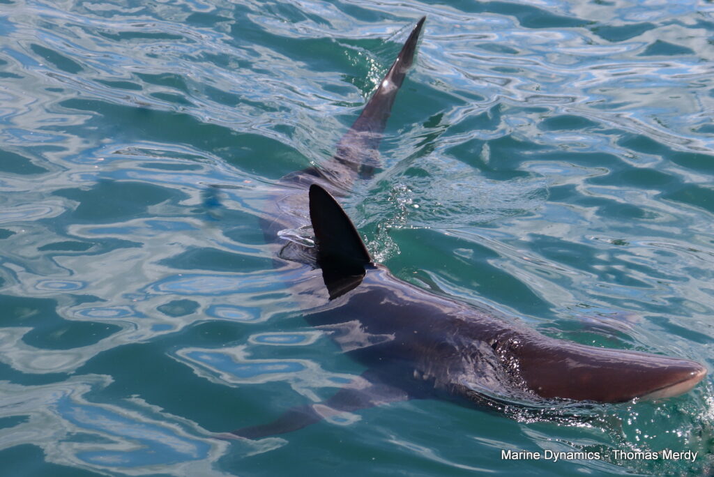 Shark cage diving, South Africa, Gansbaai