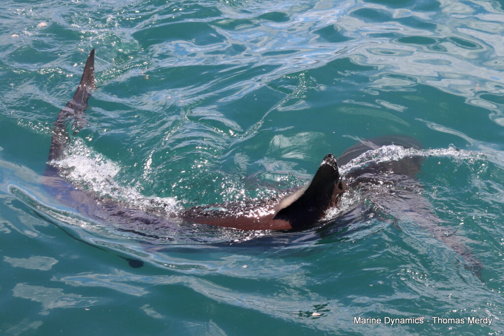 Shark cage diving, South Africa, Gansbaai