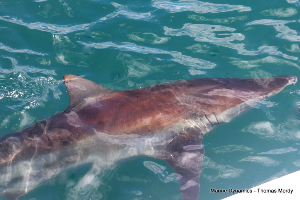 Shark cage diving, South Africa, Gansbaai