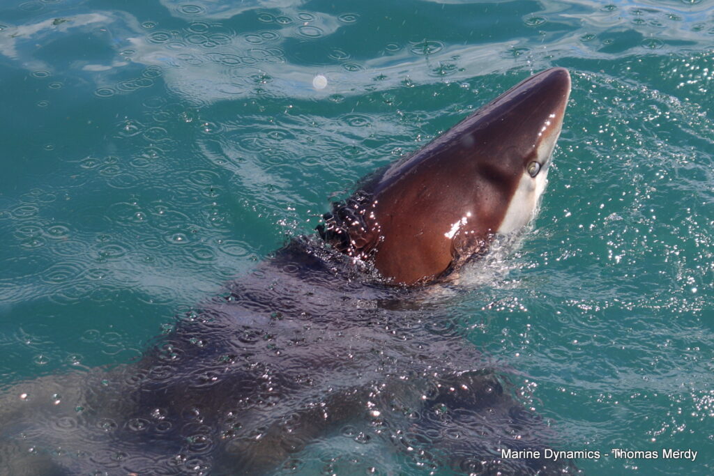 Shark cage diving, South Africa, Gansbaai