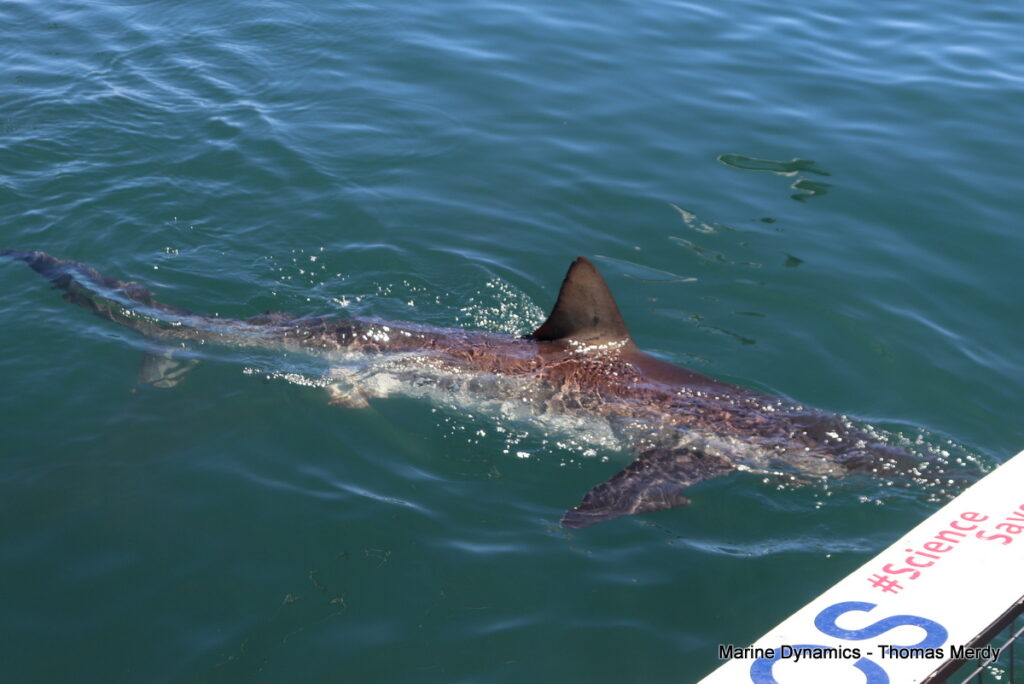 Shark cage diving, South Africa, Gansbaai