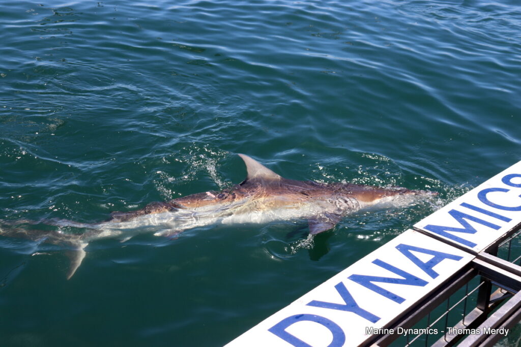 Shark cage diving, South Africa, Gansbaai