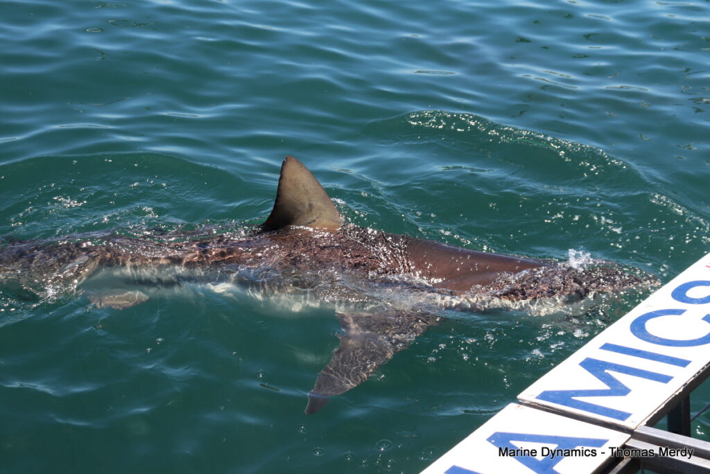 Shark cage diving, South Africa, Gansbaai