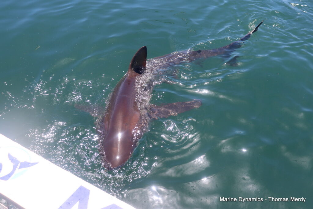 Shark cage diving, South Africa, Gansbaai