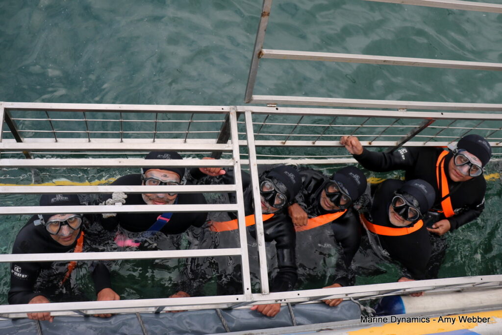 Shark cage diving, Gansbaai, South Africa