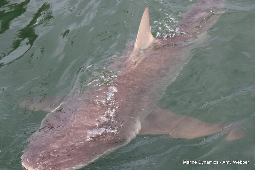 Shark cage diving, Gansbaai, South Africa