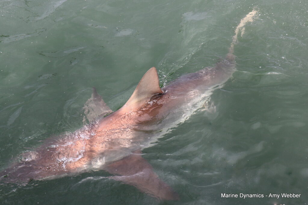 Shark cage diving, Gansbaai, South Africa