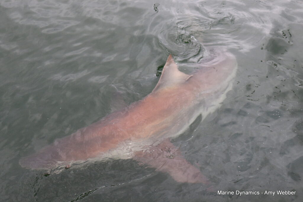 Shark cage diving, Gansbaai, South Africa