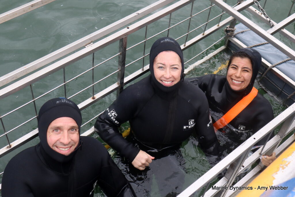 Shark cage diving, Gansbaai, South Africa