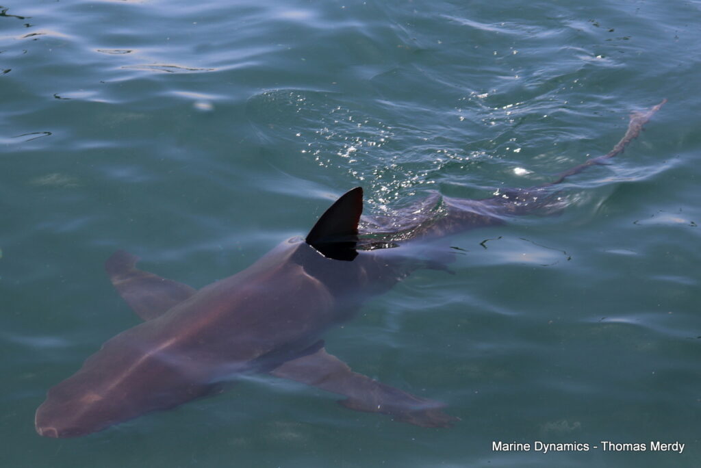 Shark cage diving, South Africa, Gansbaai