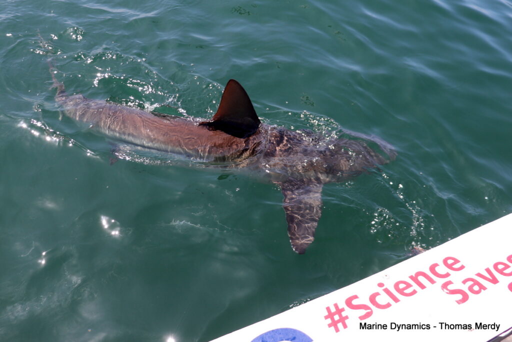Shark cage diving, South Africa, Gansbaai