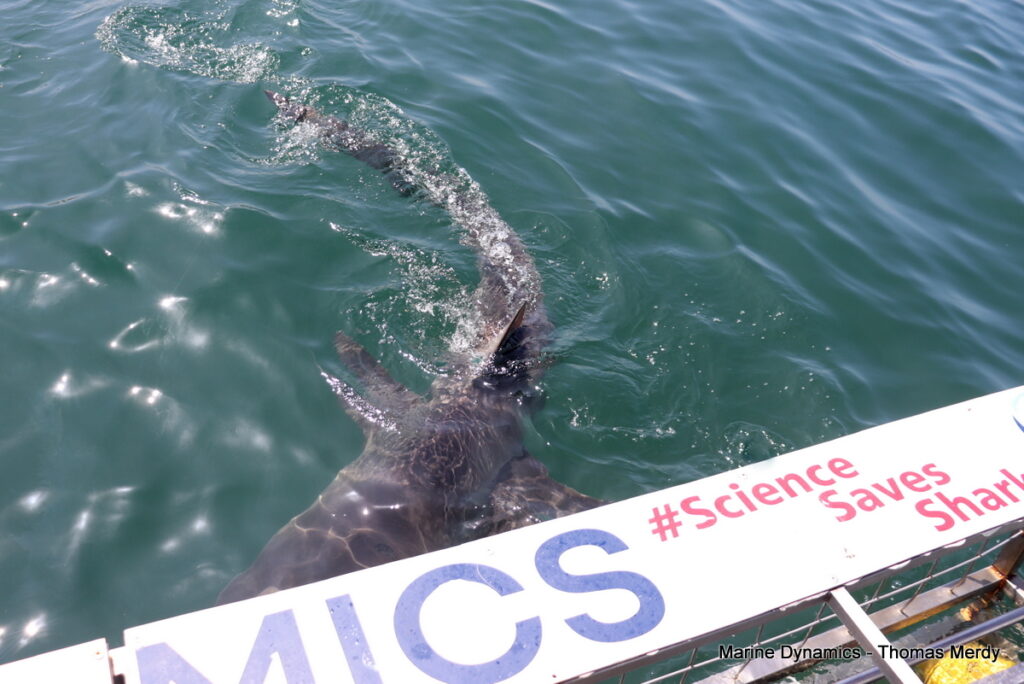 Shark cage diving, South Africa, Gansbaai
