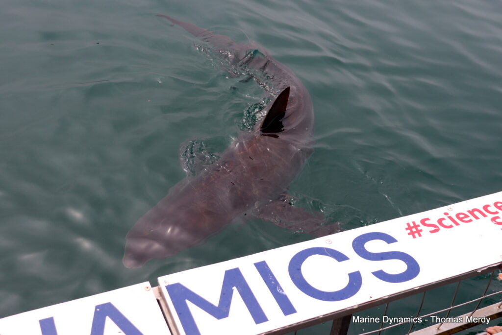 Shark cage diving, South Africa, Gansbaai