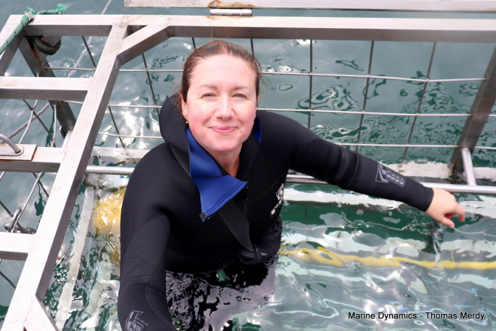 Shark cage diving, South Africa, Gansbaai