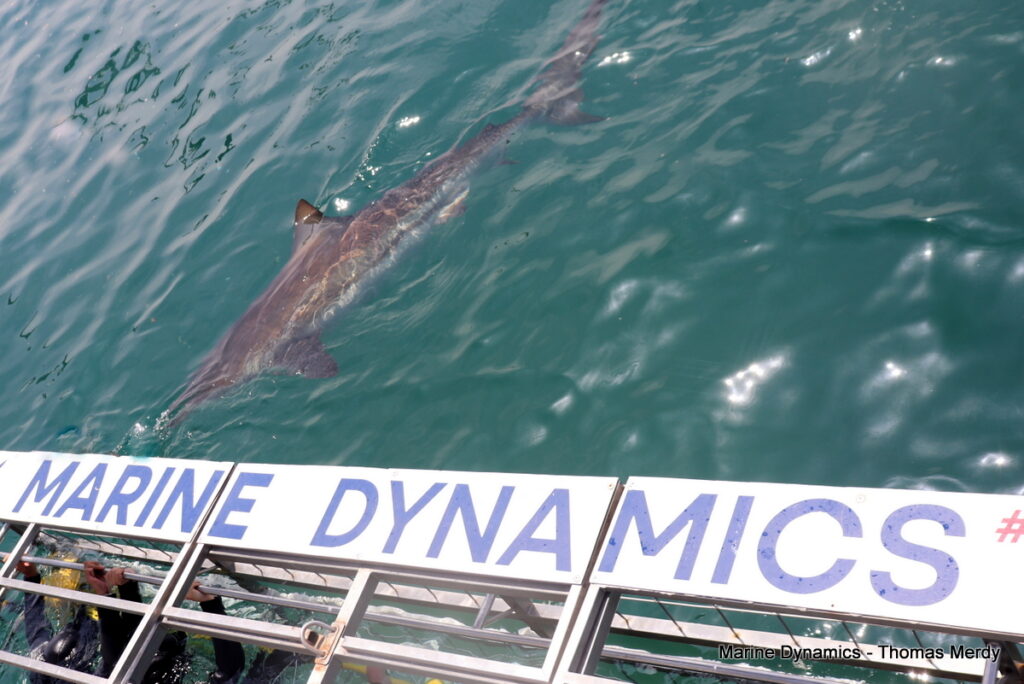 Shark cage diving, South Africa, Gansbaai
