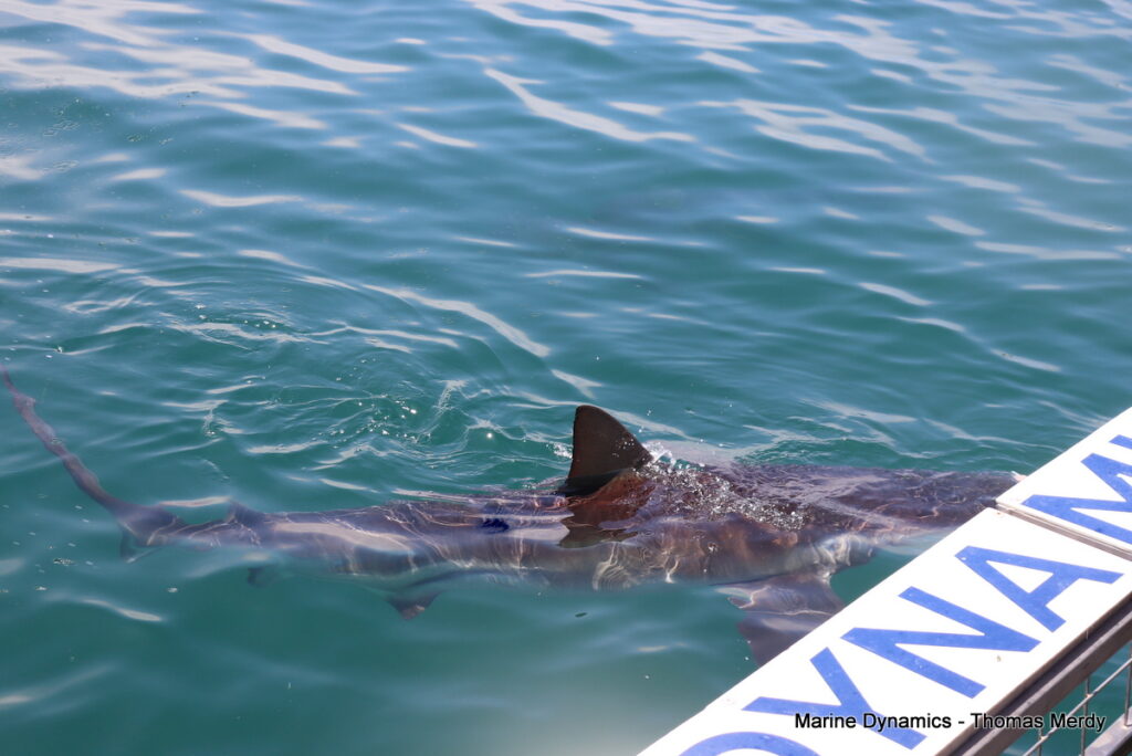 Shark cage diving, South Africa, Gansbaai
