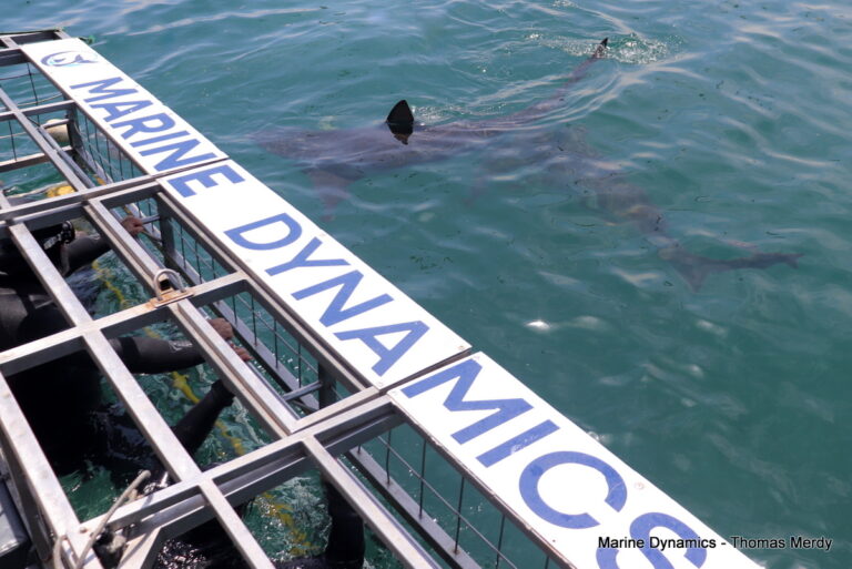 Shark cage diving, South Africa, Gansbaai
