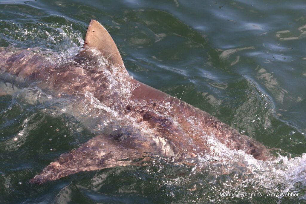 Shark cage diving, Gansbaai, South Africa