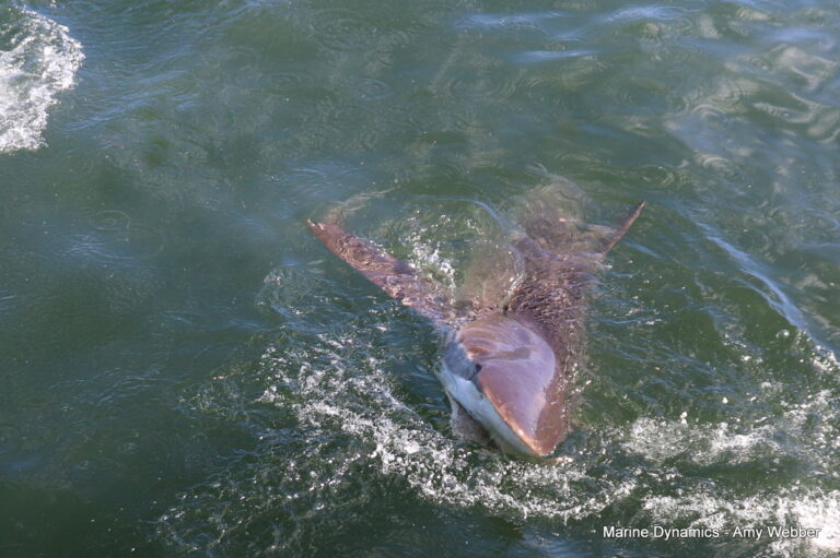 Shark cage diving, Gansbaai, South Africa
