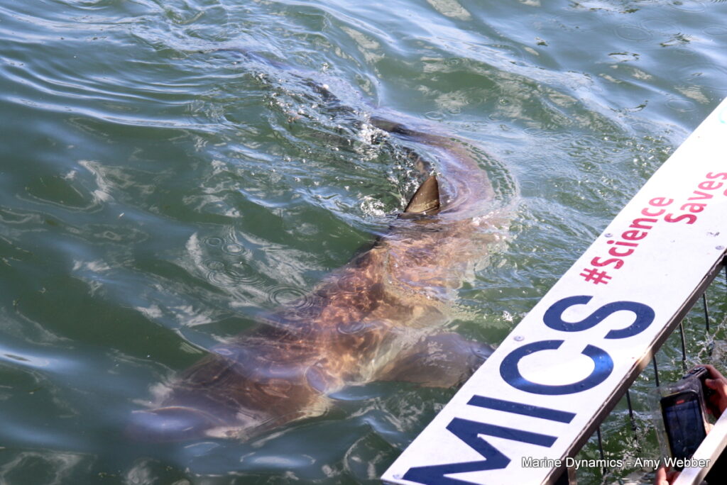 Shark cage diving, Gansbaai, South Africa