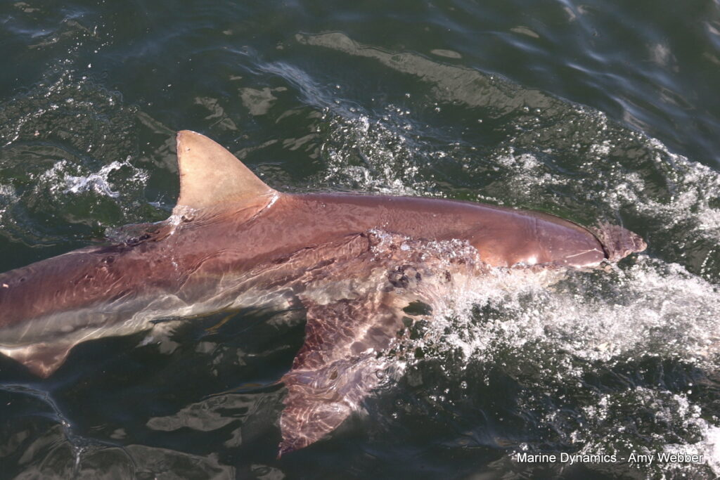 Shark cage diving, Gansbaai, South Africa